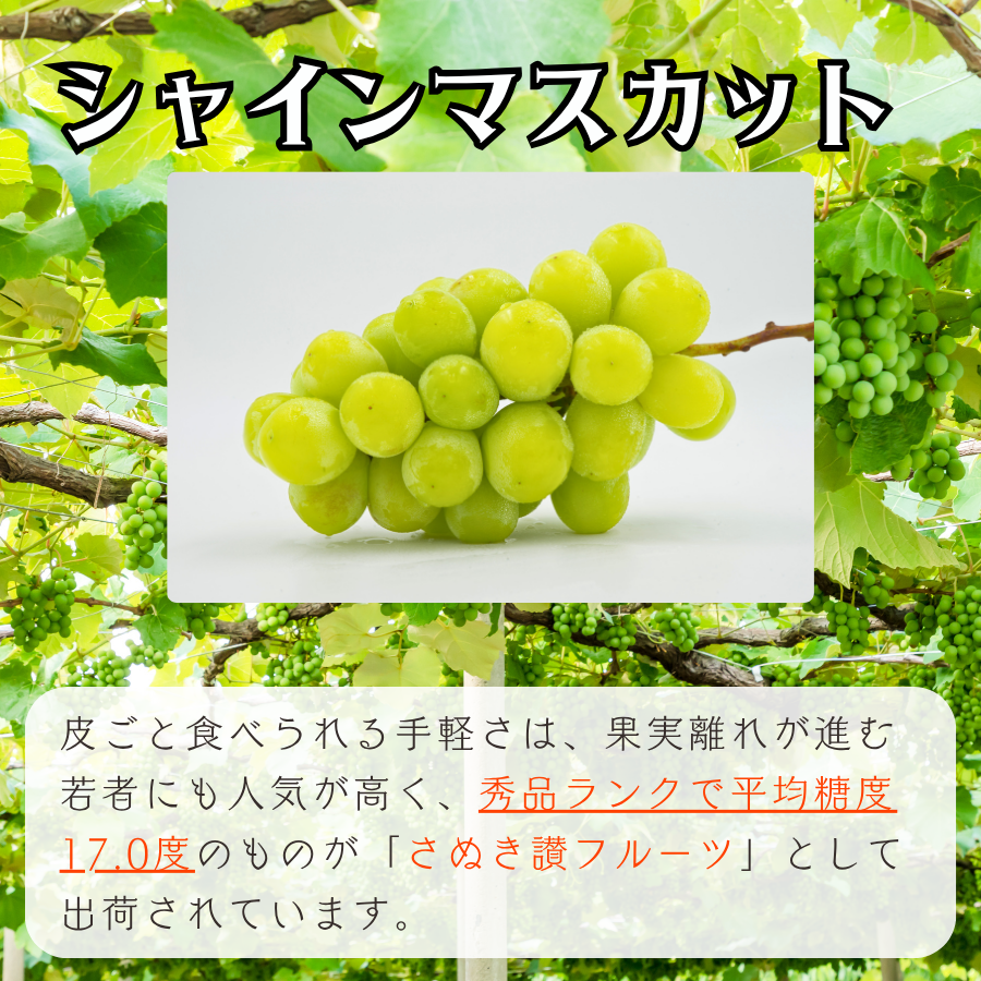 香川県産 シャインマスカット 秀品 約600g...の詳細画像1