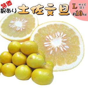 土佐文旦 訳あり 家庭用 10kg 大玉 L以上 高知県産 送料無料 ジューシー規格外