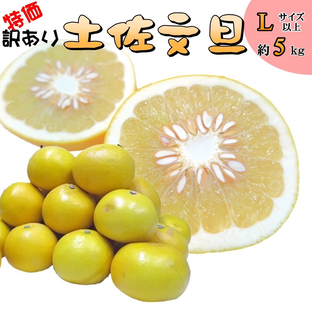 土佐文旦 訳あり 家庭用 5kg 大玉 L以上 高知県産 送料無料 ジューシー規格外