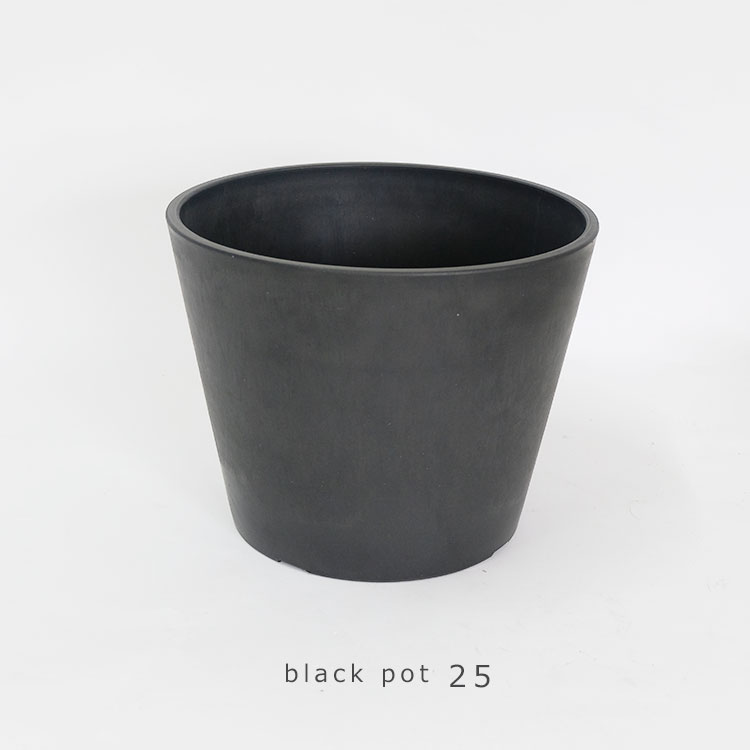 マカイエンセ塊根植物 黒鉢 マカイエンセ塊根植物 黒鉢 マカイエンセ塊根植物 黒鉢 マカイエンセ