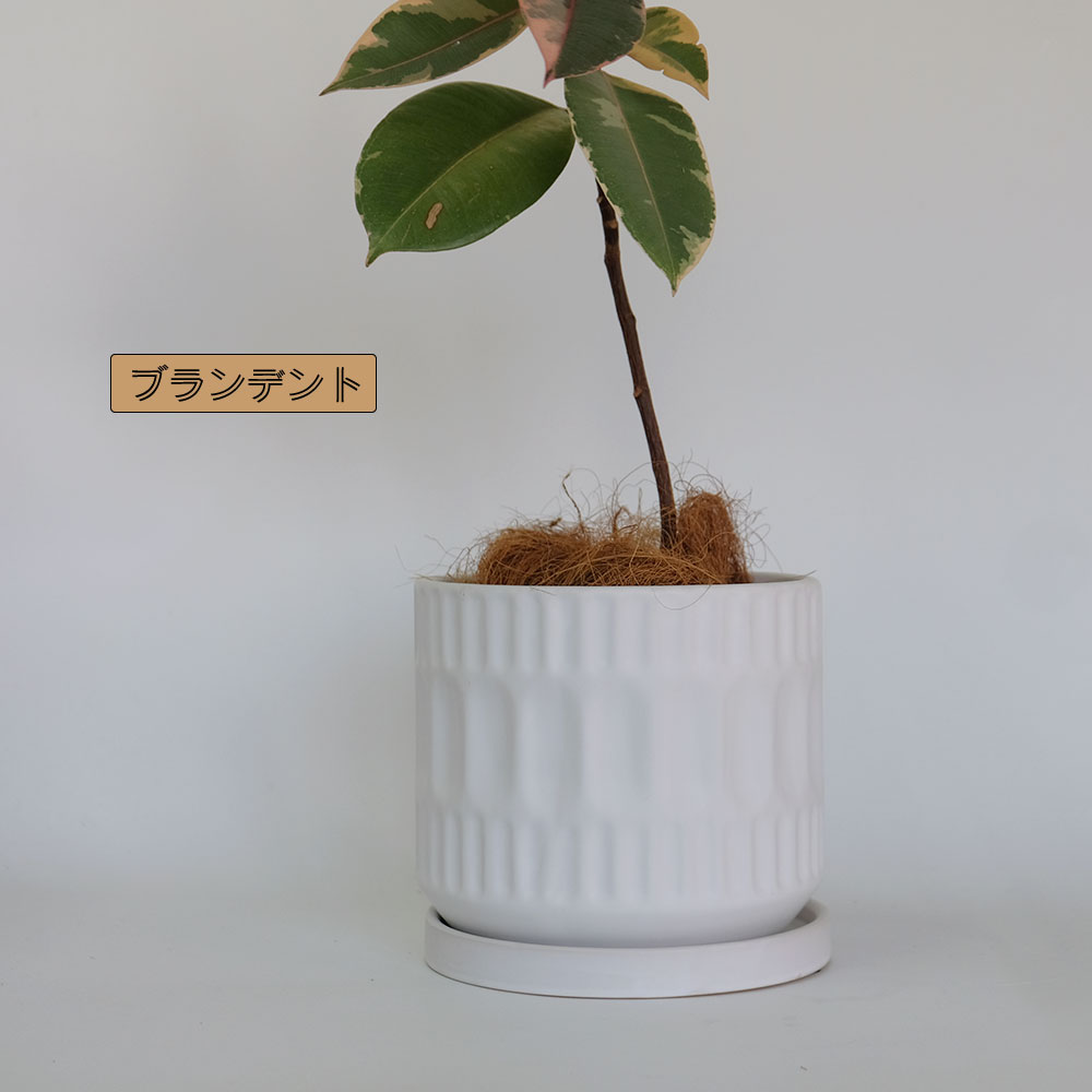 植木鉢 おしゃれ ブランデントL 受皿付 白鉢 陶器鉢 径17cm 高16cm 5号