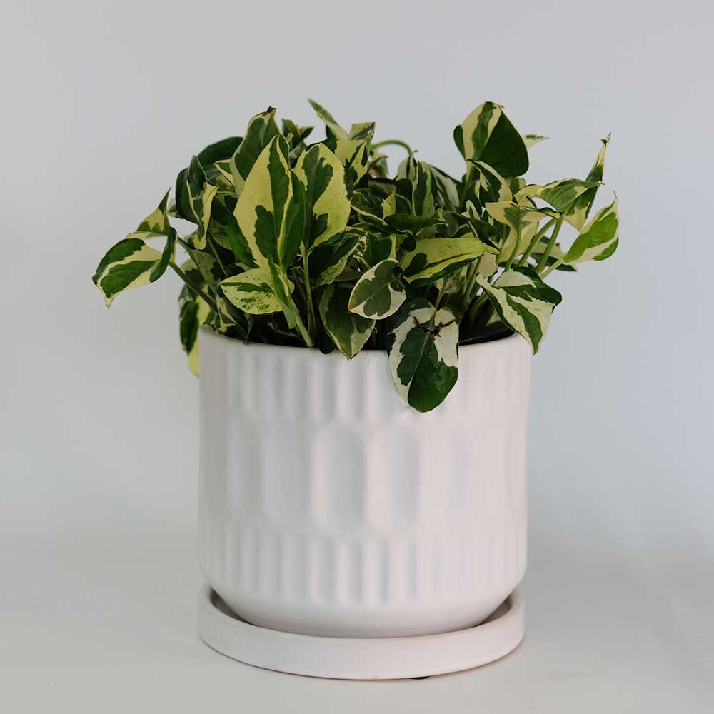 植木鉢 おしゃれ ブランデントL 受皿付 白鉢 陶器鉢 径17cm 高16cm 5号