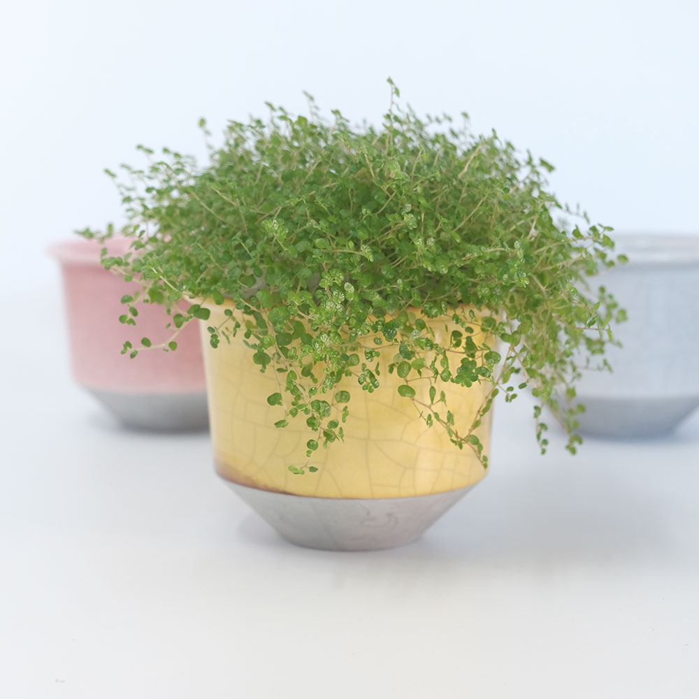 植木鉢 ブラックポット 20 頑丈 肉厚プラ 塊茎植物 アガベ black