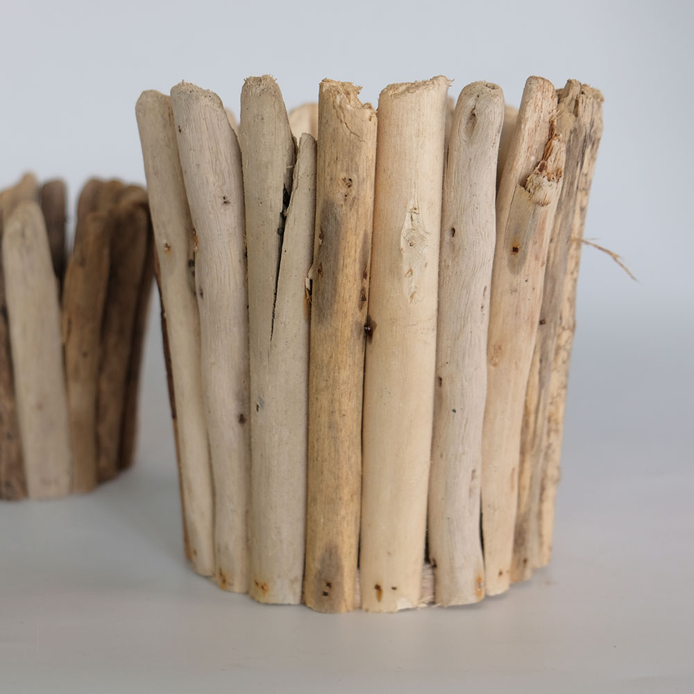 特大 流木付 スキンダプサス 6号鉢 楽天市場】スキンダプサス（サイズ