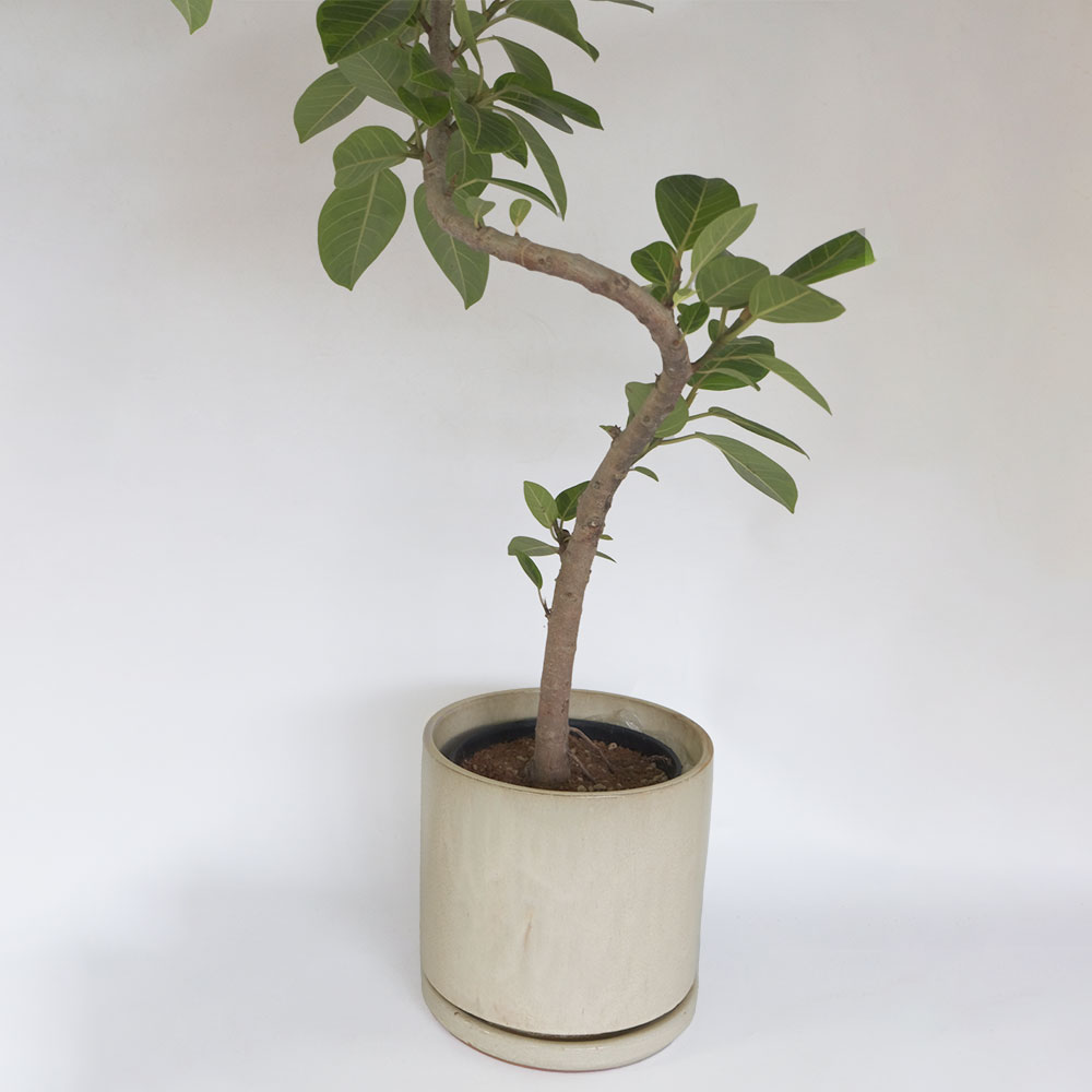 KONTON 植木鉢 鉢カバー パボ ジャー 7号鉢用 アースブラウン #KONTON FS