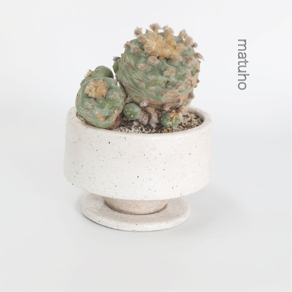植木鉢 おしゃれ まつほL 受皿付き 陶器鉢 径15cm 高10cm 底穴あり