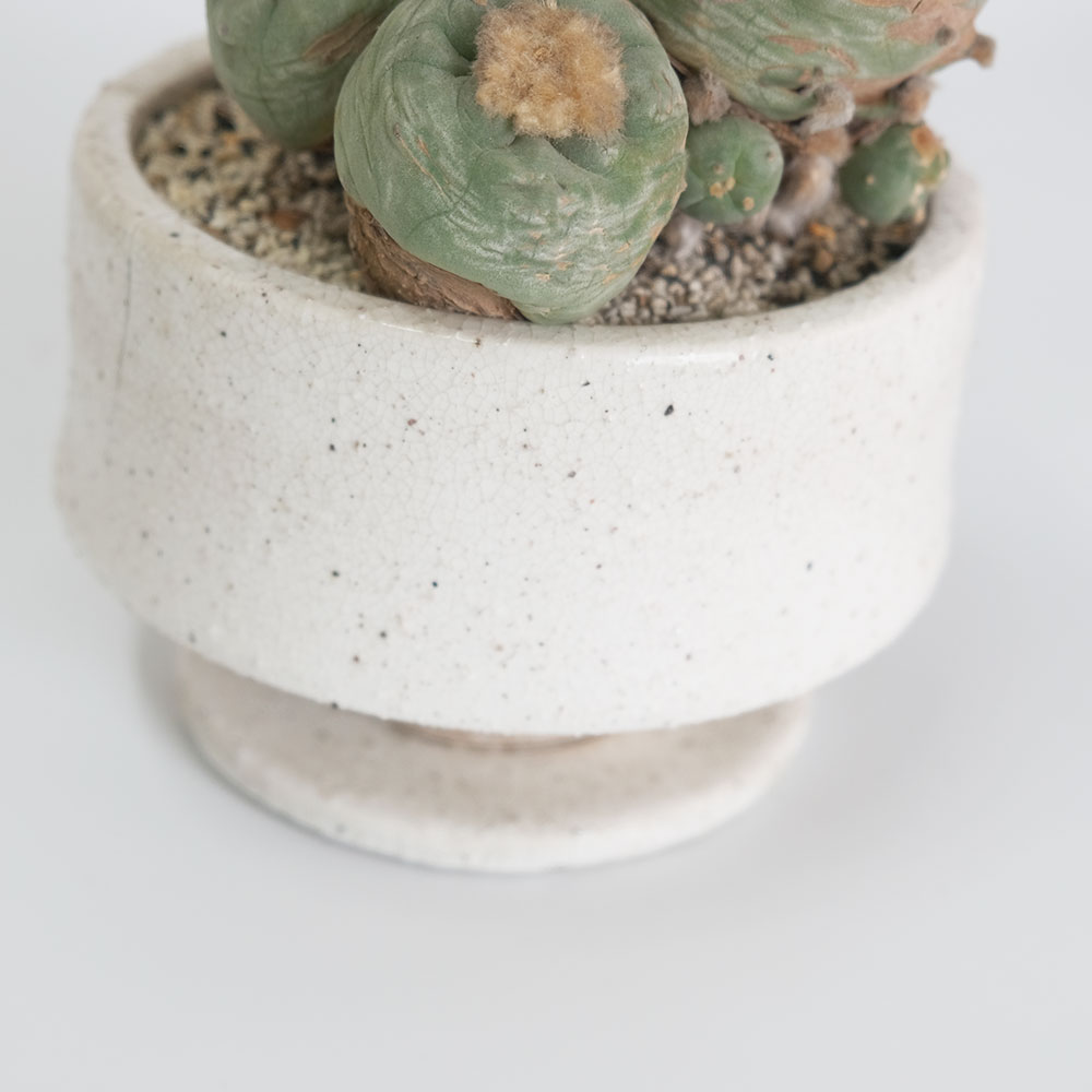植木鉢 おしゃれ まつほL 受皿付き 陶器鉢 径15cm 高10cm 底穴あり