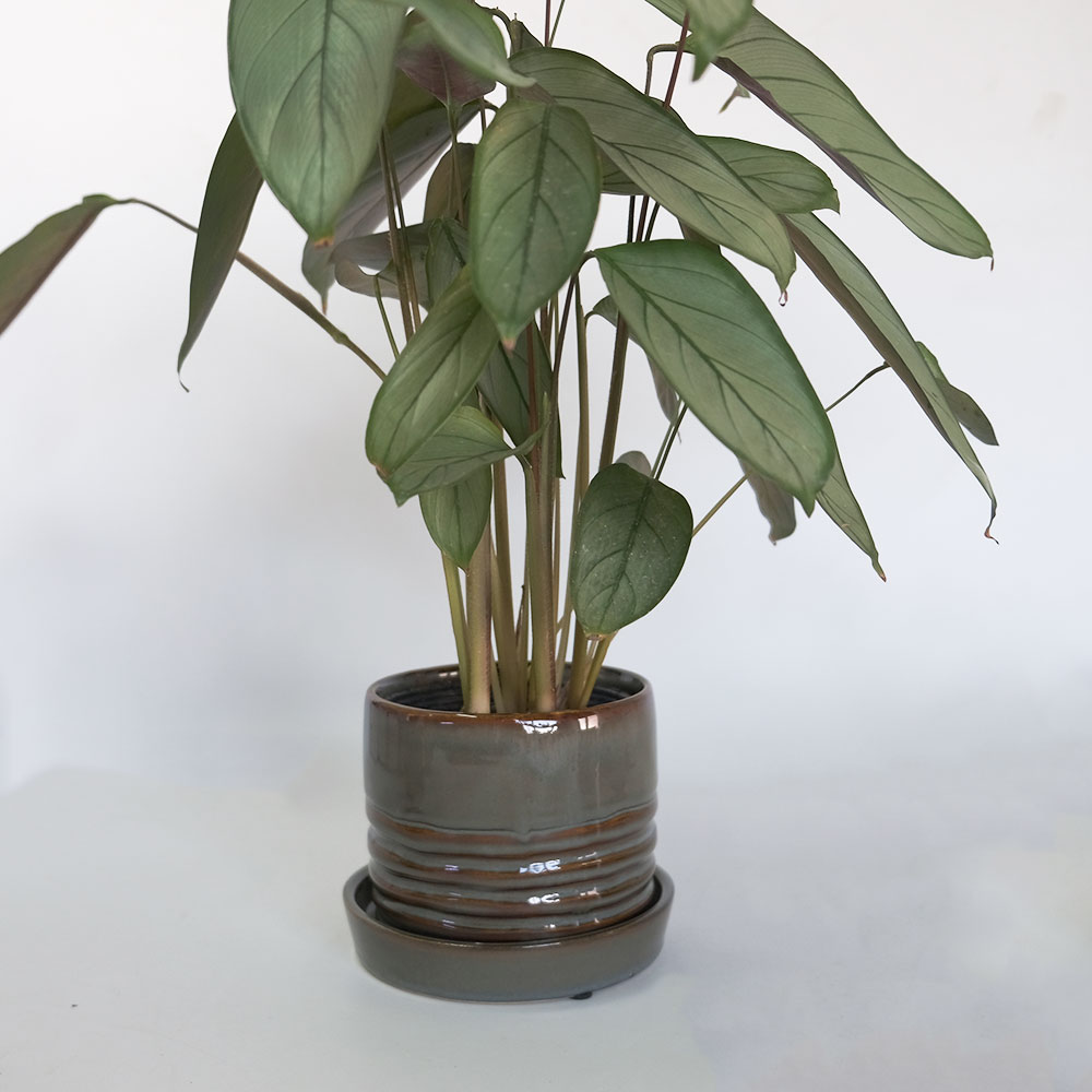 陶器鉢おしゃれ Raffinato Spiral pot 底穴あり セラミック鉢 径12.5cm