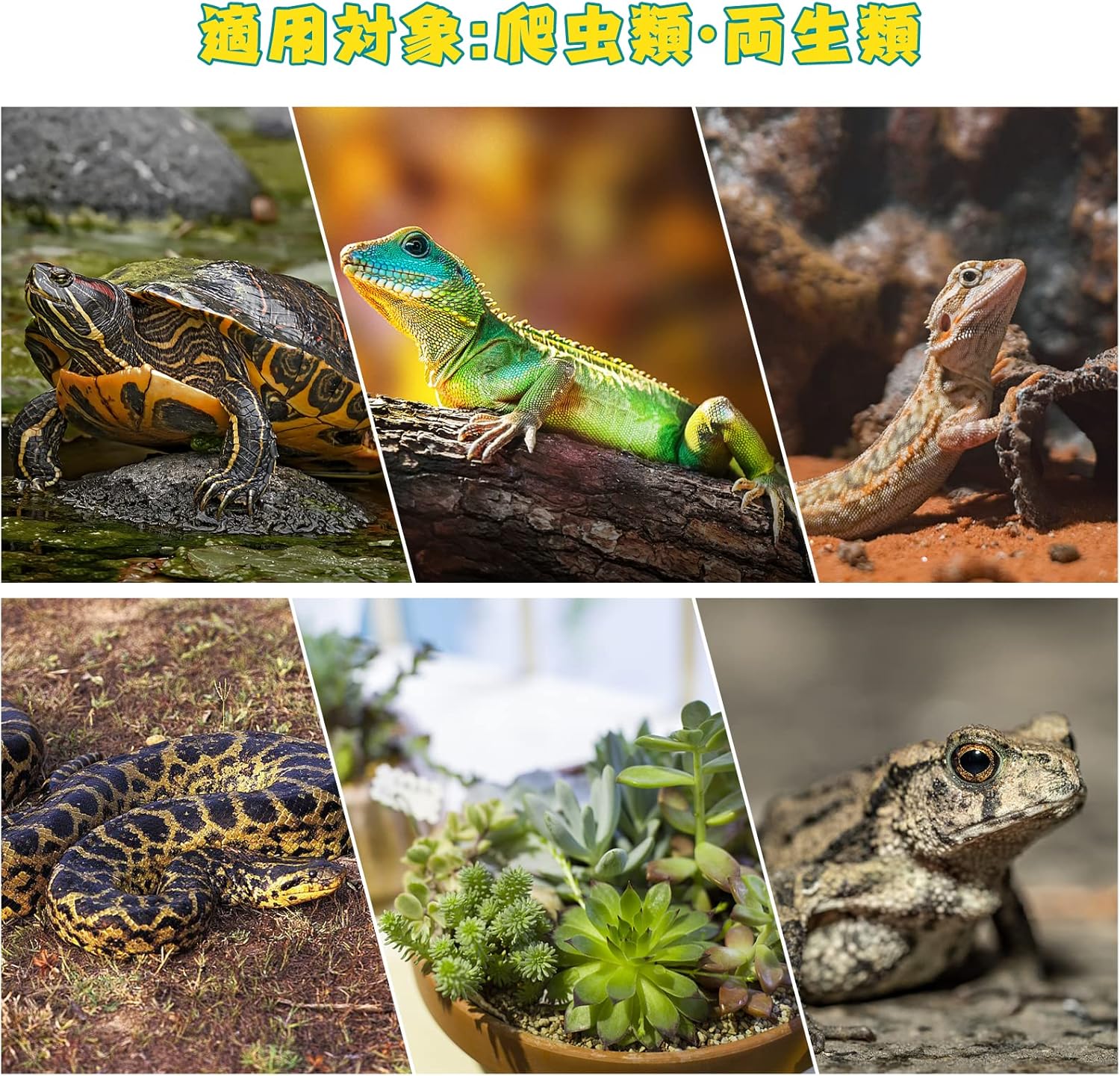 [11-12日限定10倍P付] 爬虫類 ライト...の詳細画像1