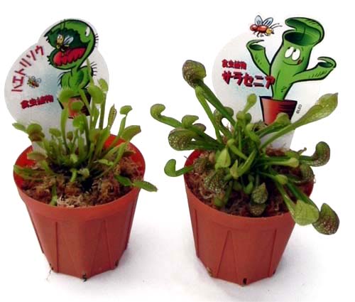 ストレリチア オーガスタ 8号 3株植え 2 ストレリチア・オーガスタ 8号 「3株植え」 ホワイトスクエア陶器鉢