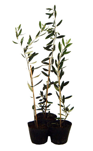 ストレリチア・オーガスタ 8号 「3株植え」 ホワイトスクエア陶器鉢