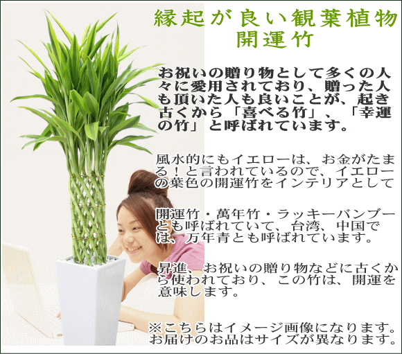 インテリアにも！開運竹
