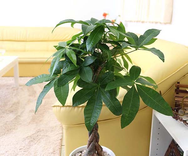 年最新海外 観葉植物 パキラ 7号鉢 選べるセラアート鉢 送料無料 50 Off Lamaimuaythaicamp Com