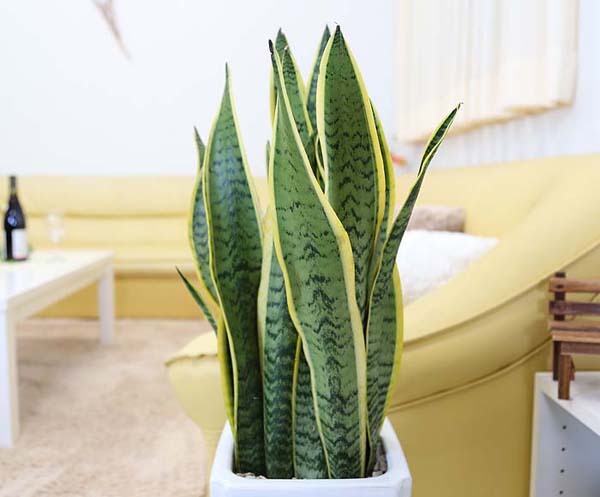 sansevieria