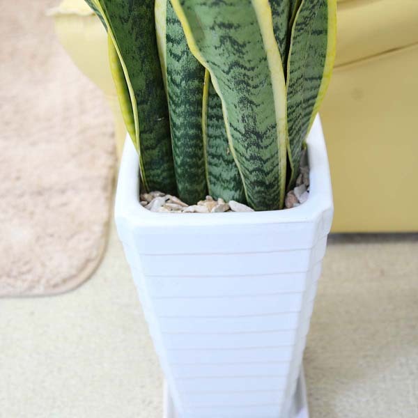 sansevieria