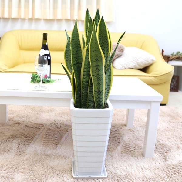 sansevieria