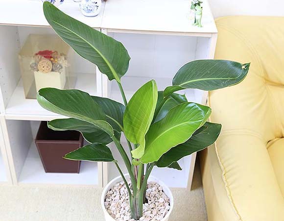観葉植物 南国のやさしさ伝わるストレリチア（ストレチア