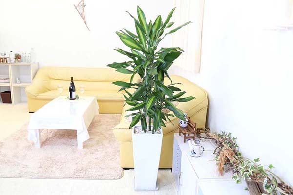 ホットセール 観葉植物 珍しい幸福の木 ドラセナ ジェレ 9号 ホワイト陶器鉢 Zタイプ Tibetology Net