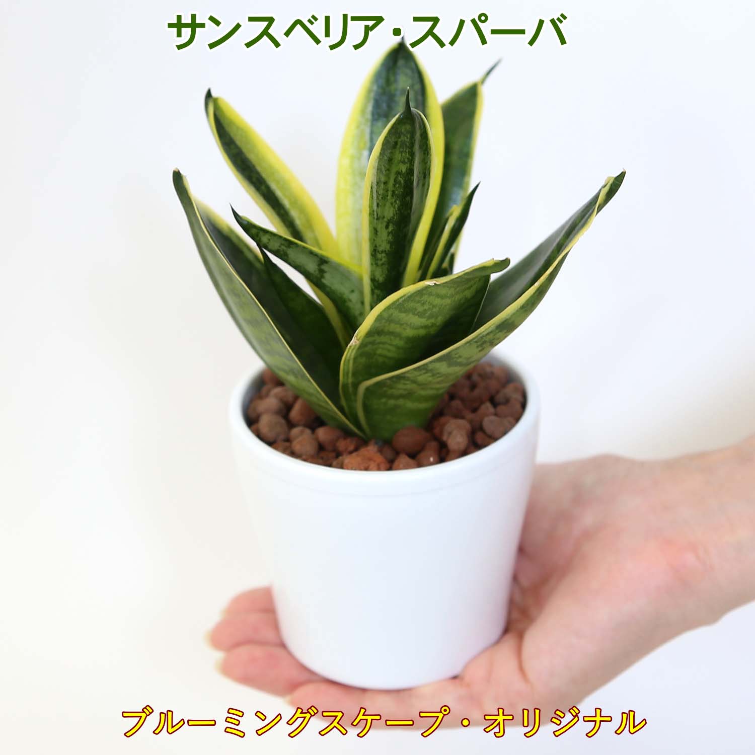 土を使わない観葉植物 スモールサイズ観葉植物 ホワイトプラスチック鉢