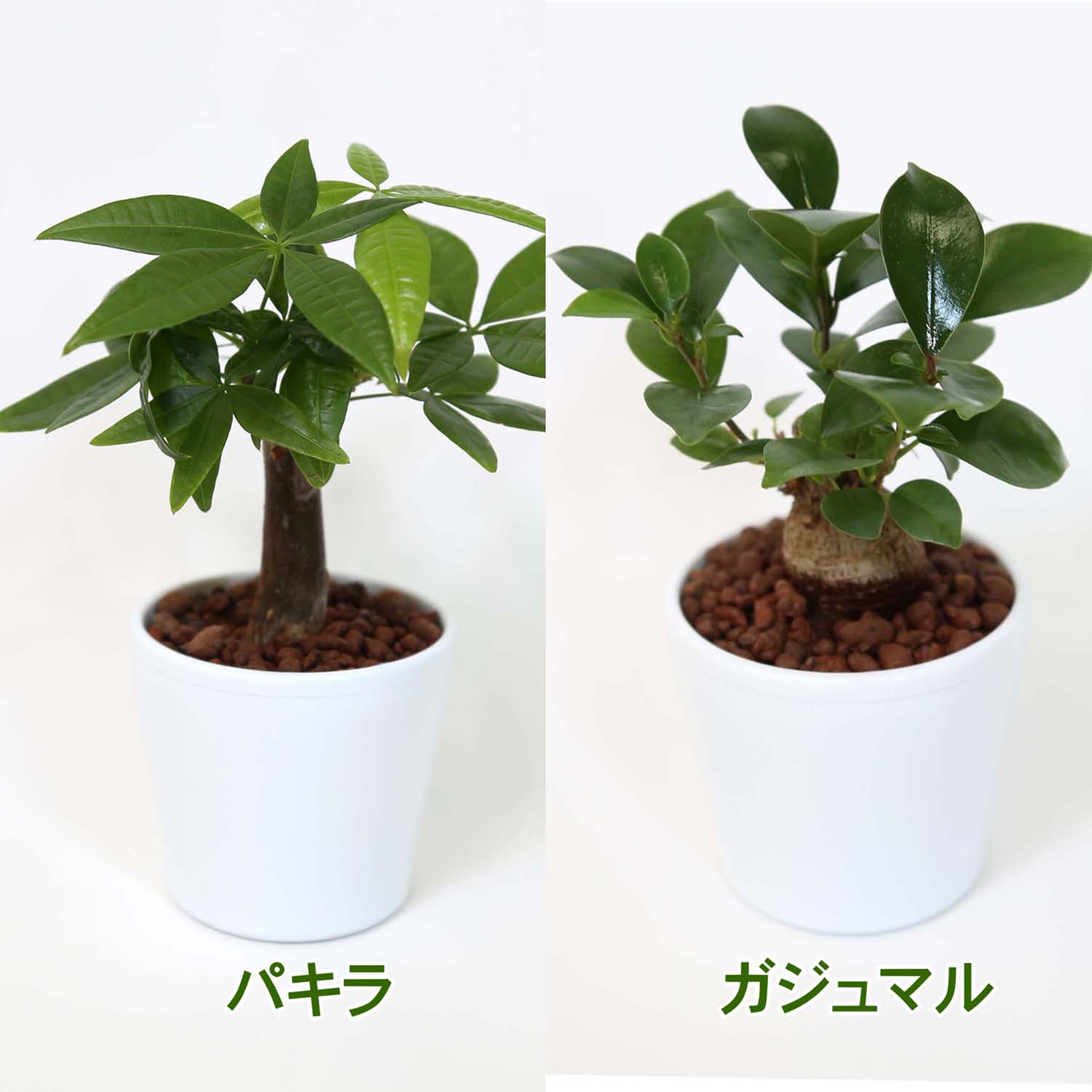 土を使わず清潔感あるスモールサイズ観葉植物 ホワイトプラスチック鉢＋水位計付き 2鉢セット｜水耕栽培 ハイドロカルチャー 送料無料