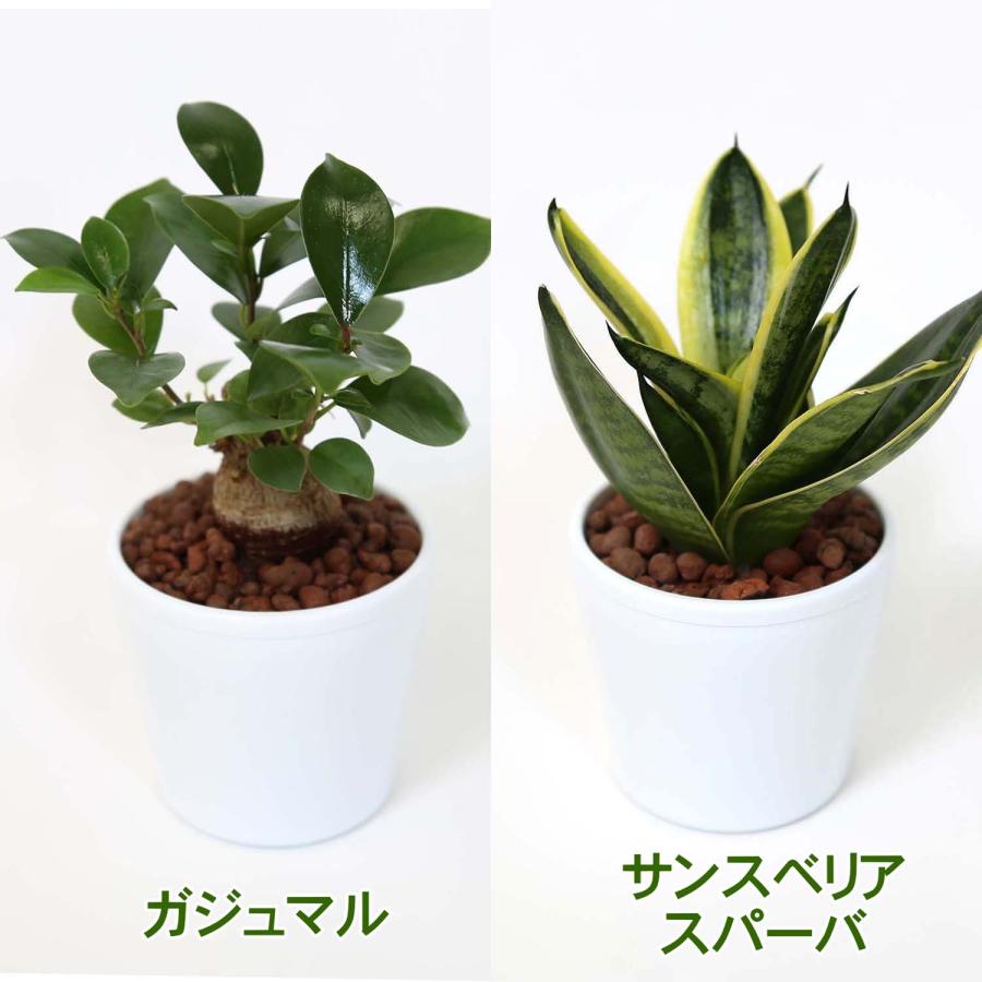 土を使わず清潔感あるスモールサイズ観葉植物 ホワイトプラスチック鉢＋水位計付き 2鉢セット｜水耕栽培 ハイドロカルチャー 送料無料｜bloom-s｜08