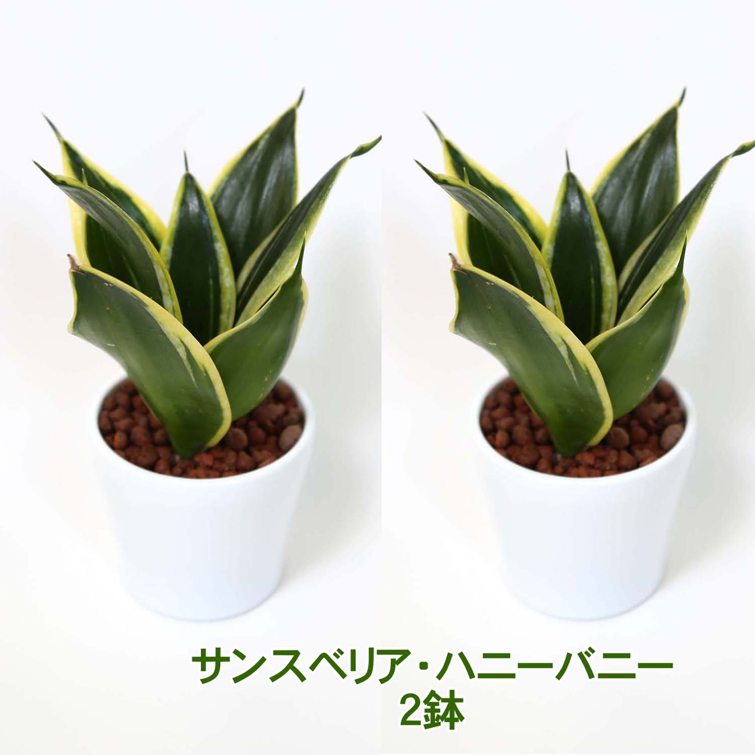 2点、観葉植物　専用 楽天市場】【ブルーミングスケープ】土を使わない観葉植物 ミニ