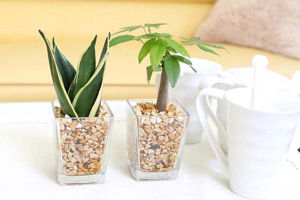  Mini decorative plant ceramics pot 