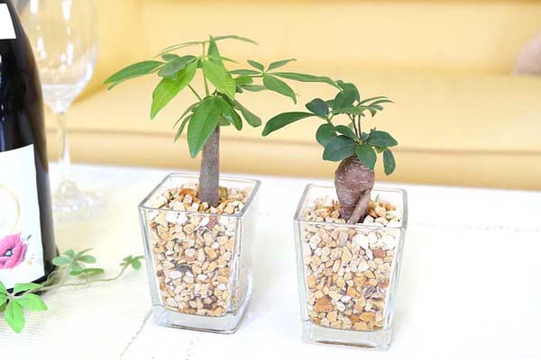  Mini decorative plant ceramics pot 