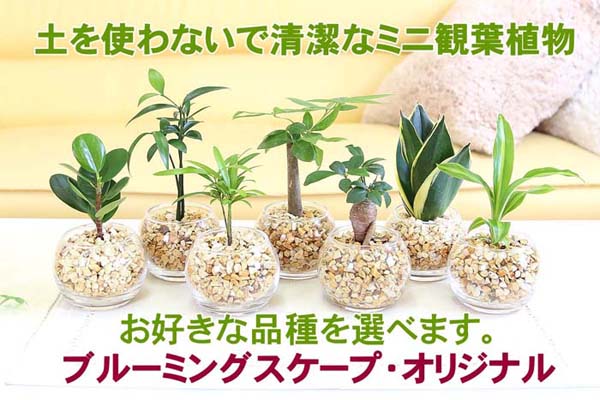 ミニ観葉植物 陶器鉢