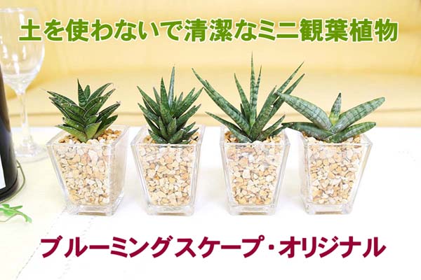  Mini decorative plant ceramics pot 