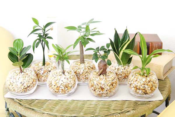 ミニ観葉植物