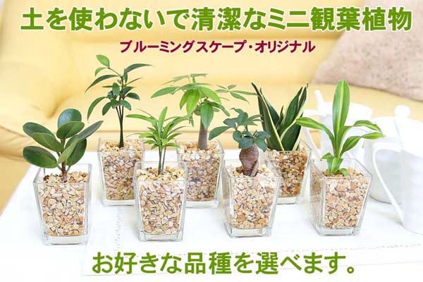 土を使わない観葉植物 選べるミニ観葉植物 ゼオライト植え・スクエア