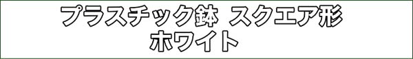 サンスベリア ホワイト