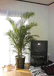 インテリアに最適！