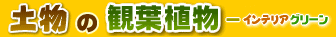 土物の観葉植物一インテリアグリーン