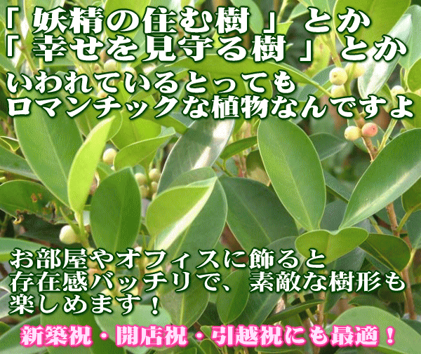 幸せの樹