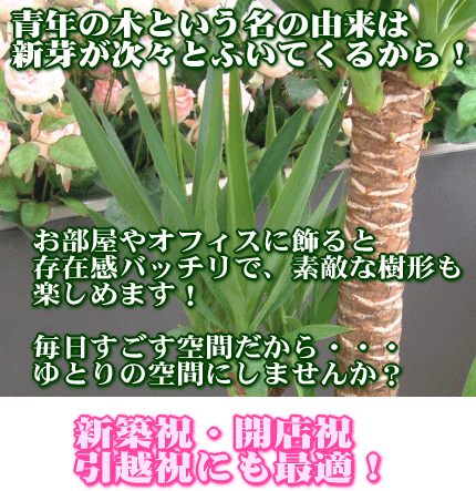 ユッカ（青年の木）
