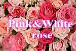 ピンク＆白バラ 花束 アレンジメント
