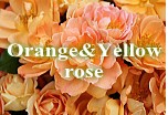 オレンジ 黄色バラ 花束 アレンジメント
