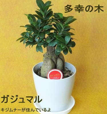 ガジュマル 観葉植物 5号 多幸の木 開店祝い 御祝い : フラワーギフト
