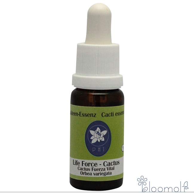 フラワーエッセンス コルテPHIエッセンス カクタス サボテン エッセンス ライフフォースカクタス | 
