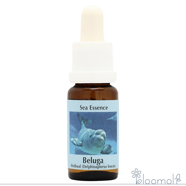 フラワーエッセンス コルテPHIエッセンス シーエッセンス ベルーガ シロイルカ Beluga | 