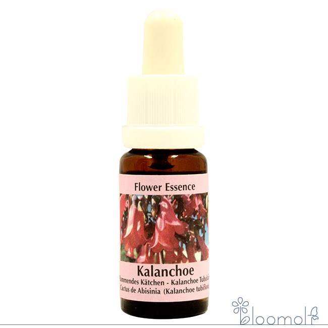 フラワーエッセンス コルテPHIエッセンス その他のエッセンス カランコエ | 