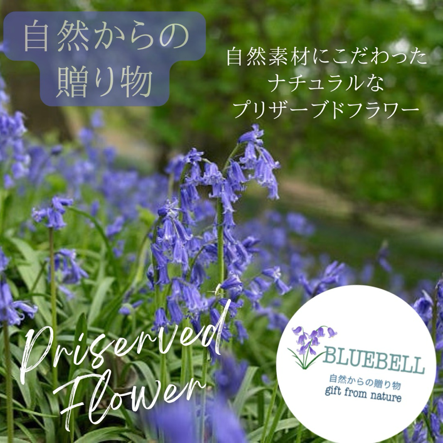 ブルーベル