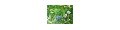 鉢植えブルーベリーショップ ロゴ