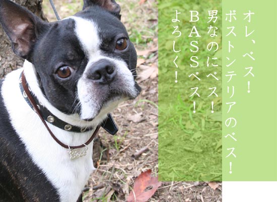 ボストンテリアのベス