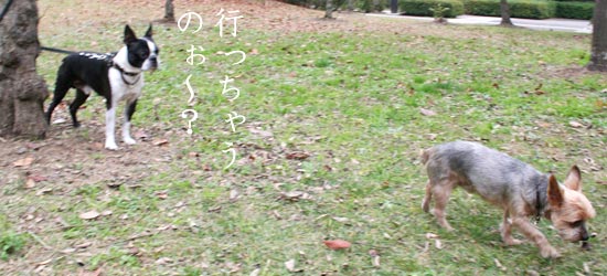 ヨーキーのコロンは行っちゃう