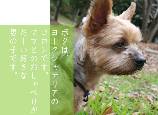 ヨークシャテリアのコロン