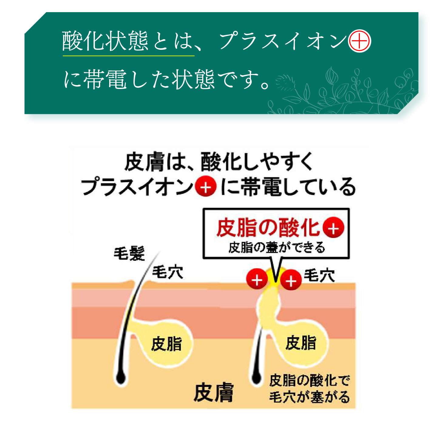 爆買 エナジーラドンブラシ ER-100C シャンプーブラシ 頭皮ケア 育毛