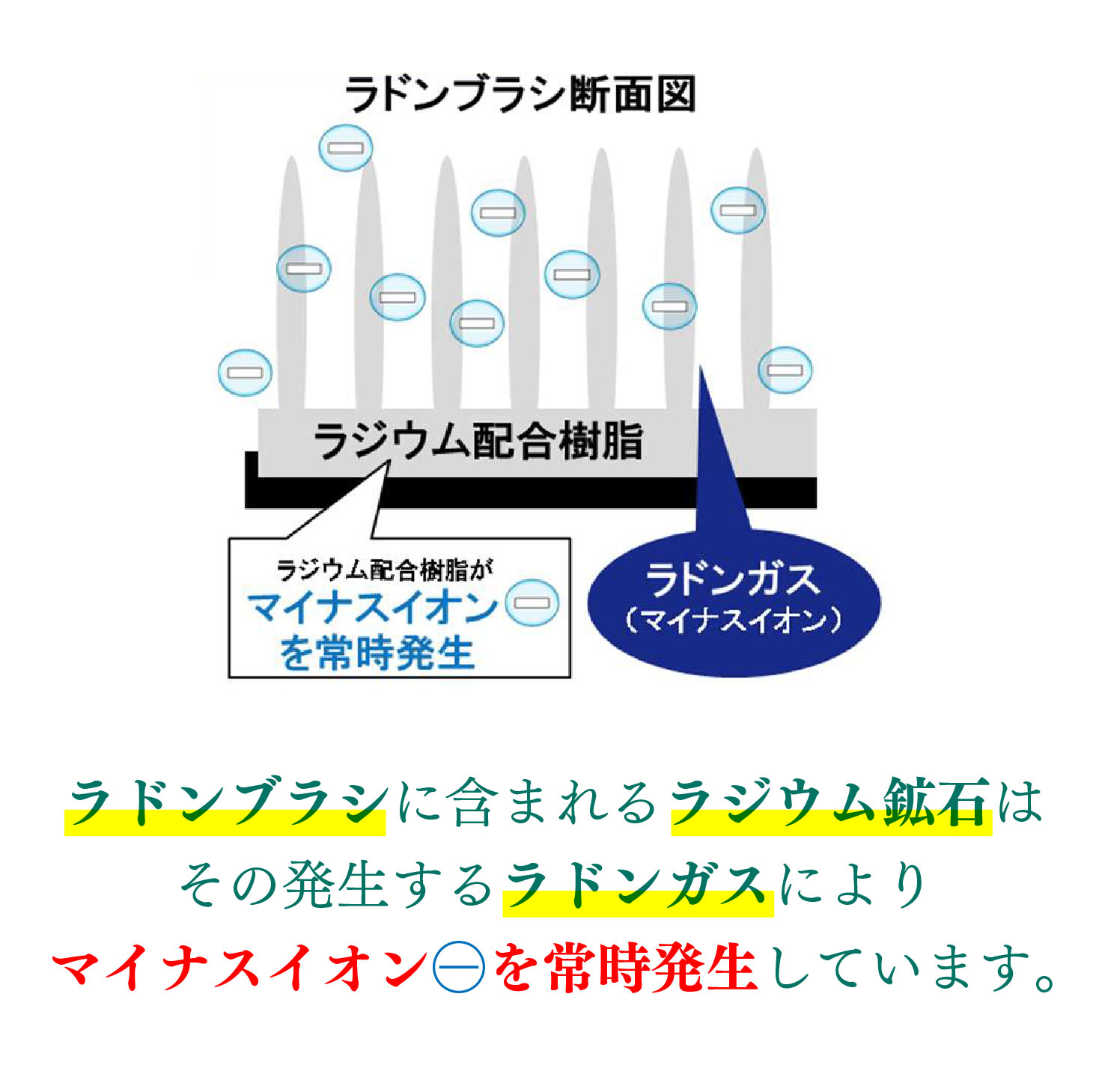 エナジーラドンブラシ ER-100C シャンプーブラシ 頭皮ケア 育毛ブラシ スカルプケア ラドン マイナスイオン ラジウム 酸化還元 ホルミシス  送料無料